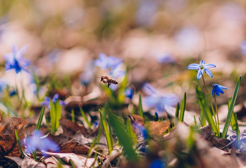 На 9 лет в тюрьму могут отправиться липчане за сбор подснежников