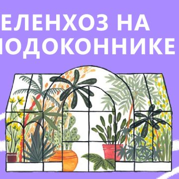 Зеленхоз на подоконнике