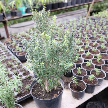 Зеленхоз пахучие растения (11) От мяты до мирта