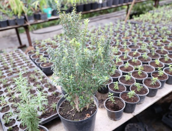 От мяты до мирта