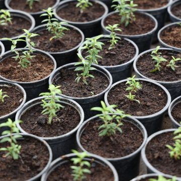 25 апреля в Липецке можно будет купить саженцы на специальной ярмарке