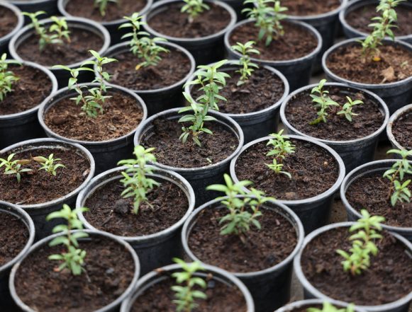 25 апреля в Липецке можно будет купить саженцы на специальной ярмарке