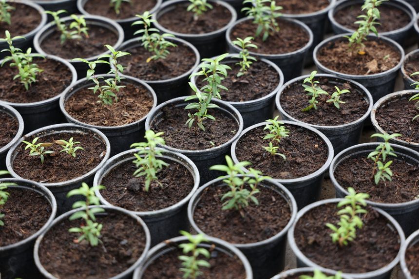 25 апреля в Липецке можно будет купить саженцы на специальной ярмарке