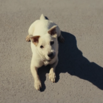 За стрелку обидно