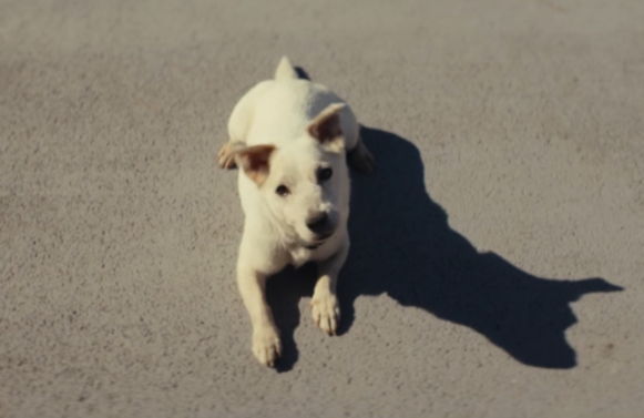 собака-космонавт За стрелку обидно