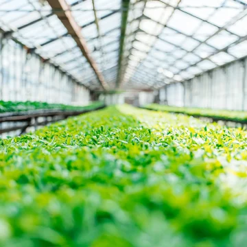 «Зеленхоз» в Липецке заготовил тысячи ростков цветов и растений к сезону клумб