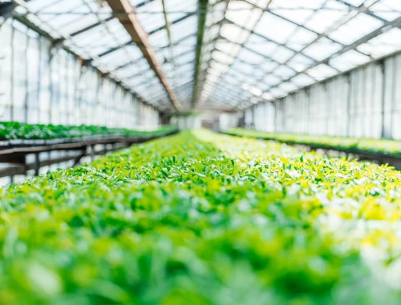 Зеленхоз «Зеленхоз» в Липецке заготовил тысячи ростков цветов и растений к сезону клумб