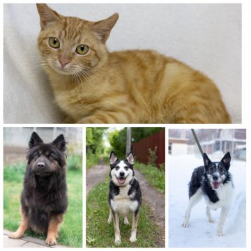 животные коллаж Тэдди, Ирма, Рыжик, Тимка ищут дом