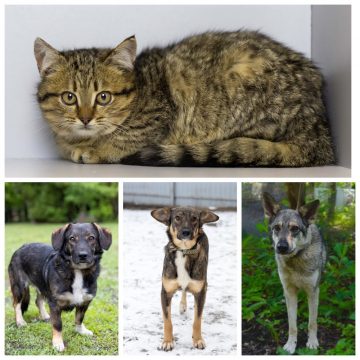 Декс, Форд, Светик, Мальчик ищут дом