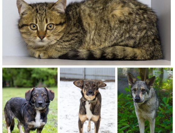 животные коллаж Декс, Форд, Светик, Мальчик ищут дом