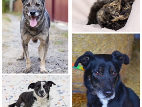 Собаки Кореш, Чен и Буля ищут дом в Липецке