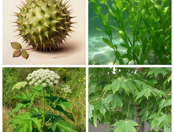 опасные растения липецкой области ии Список опасных растений утвердили в Липецкой области