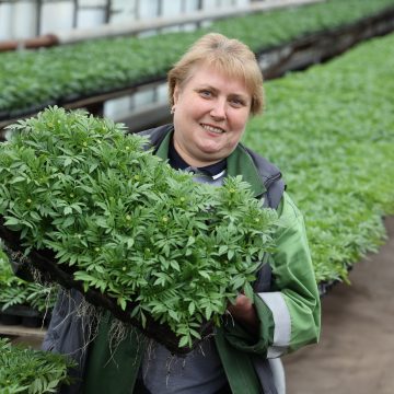 Как вырастить крепкую и здоровую рассаду липчанам рассказывают эксперты