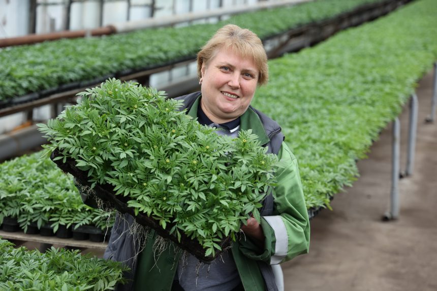 Как вырастить крепкую и здоровую рассаду липчанам рассказывают эксперты