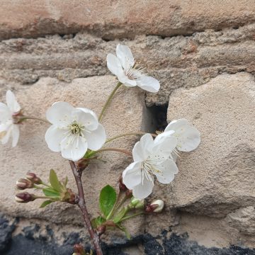 Вишня зацвела в Липецкой области