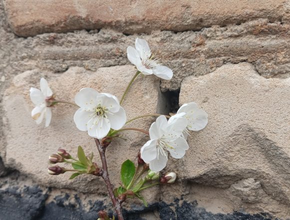 вишня цветёт костюк Вишня зацвела в Липецкой области