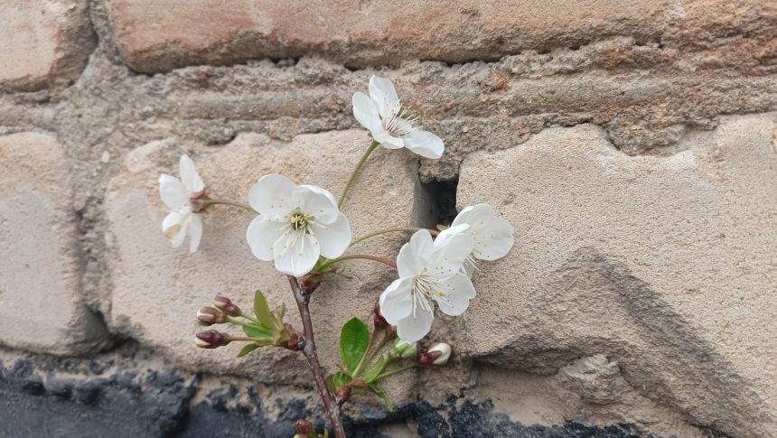 Вишня зацвела в Липецкой области