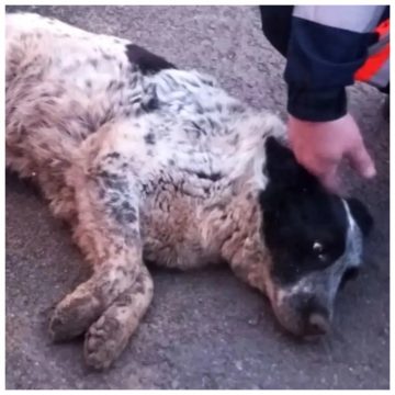 спасение собаки Липецкие спасатели вызволили собаку, застрявшую в трубах