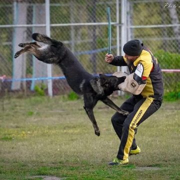 собаководство В Липецке прошли соревнования по спортивно-прикладному собаководству