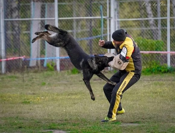 собаководство В Липецке прошли соревнования по спортивно-прикладному собаководству