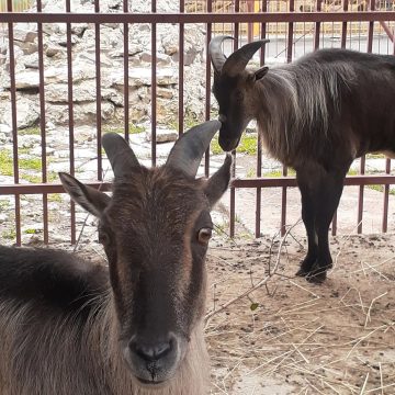 козы зоопарк (3) Гималайский тар замечен в Липецке