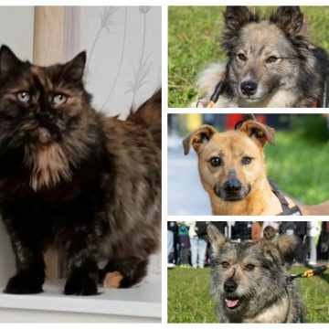 MyCollages (14) Кошке Мышке из Липецка не хватает любящих хозяев