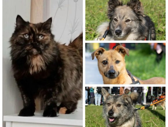 Кошке Мышке из Липецка не хватает любящих хозяев