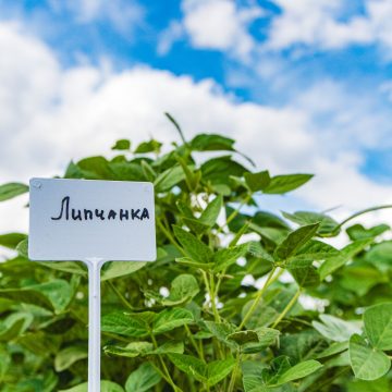 В региональном НИИ рапса вывели новый сорт сои и назвали его «Липчанка»