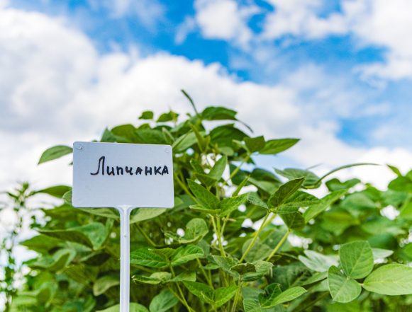 В региональном НИИ рапса вывели новый сорт сои и назвали его «Липчанка»