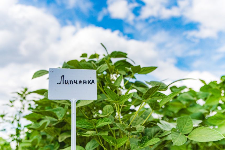 В региональном НИИ рапса вывели новый сорт сои и назвали его «Липчанка»