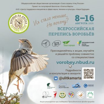 Афиша Липчанам предлагают посчитать воробьев