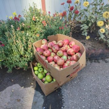 добрый урожай зоопарк Липецкий зоопарк принимает продуктовые корзины