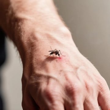 У троих липчан диагностирована лихорадка Западного Нила