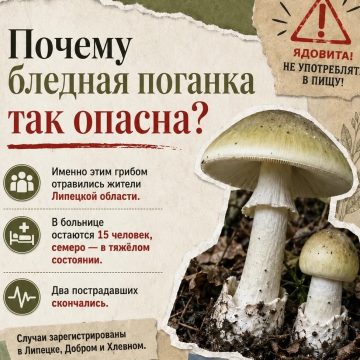 Новая жертва «тихой охоты» в Липецке: от отравления бледной поганкой скончалась 73-летняя женщина