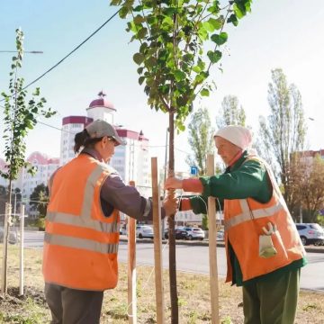 В Липецке высадят почти 500 новых деревьев