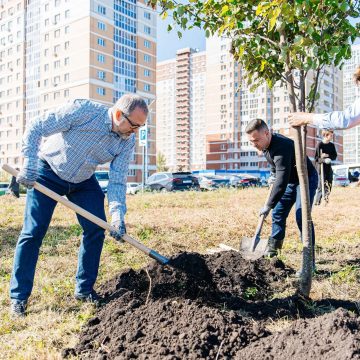 высадка лип адм (8) Мэр Липецка сам сажает деревья в городе