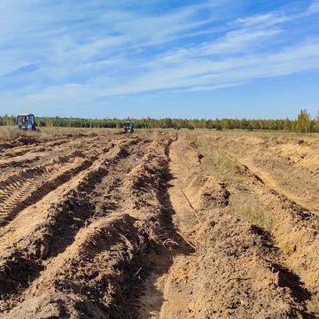 2 В Липецкой области запустят первый лесоклиматический проект