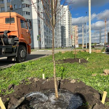 55 молодых лип высадили на улице Василия Саунина в микрорайоне «Взлётный» в Липецке