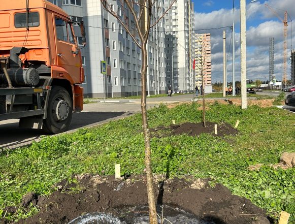 липы взлётный звёздный пресс адм (1) 55 молодых лип высадили на улице Василия Саунина в микрорайоне «Взлётный» в Липецке