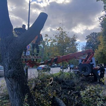 Ленина и Московскую в Липецке избавили от сухих и аварийных деревьев