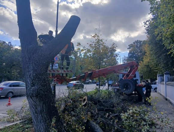 Ленина и Московскую в Липецке избавили от сухих и аварийных деревьев