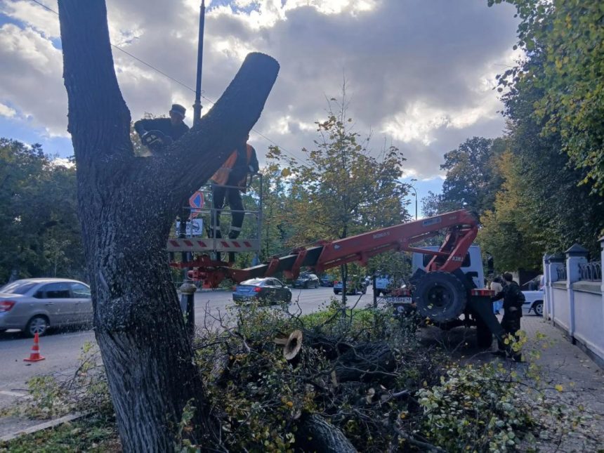 Ленина и Московскую в Липецке избавили от сухих и аварийных деревьев